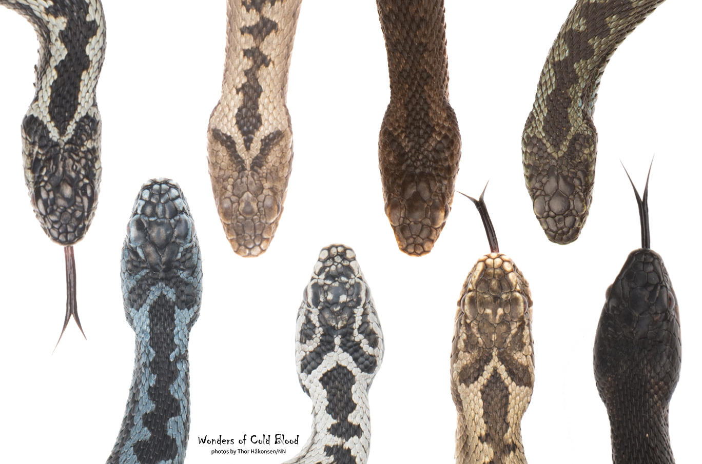 Åtte hoggormhoder i ulike farger og mønstre, sett forfra og ovenfra, noen med tunge ute